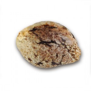 Caramelo Early Version. Photo 2 Caramelo Early Version. Photo 2